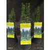 TAXUS BACCATA 'FASTIGIATA ROBUSTA' kak2