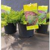 JUNIPERUS PROCUMBENS 'NANA' kak1