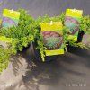 JUNIPERUS PROCUMBENS 'NANA' kak2