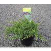 JUNIPERUS PROCUMBENS 'NANA' arbo