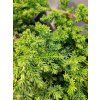 JUNIPERUS PROCUMBENS 'NANA' kak