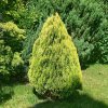 THUJA ORIENTALIS 'PYRAMIDALIS AUREA ist