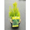 THUJA ORIENTALIS 'PYRAMIDALIS AUREA' ARBO