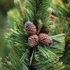 PINUS MUGO ist1