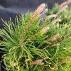 PINUS MUGO kak