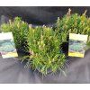 PINUS MUGO kak1