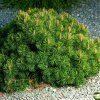 PINUS MUGO ist