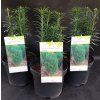 CEPHALOTAXUS HARRINGTONIA 'FASTIGIATA' kak2