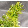 CEPHALOTAXUS HARRINGTONIA 'FASTIGIATA' kak