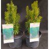 CEPHALOTAXUS HARRINGTONIA 'FASTIGIATA' kak2