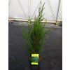 CUPRESSOCYPARIS LEYLANDII Arbo za 16,6