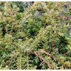 JUNIPERUS COMMUNIS 'GREEN CARPET' kak