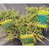 JUNIPERUS COMMUNIS 'GREEN CARPET' kak1