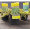 JUNIPERUS COMMUNIS 'GREEN CARPET' kak2