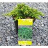 JUNIPERUS COMMUNIS 'GREEN CARPET' arbo