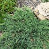 JUNIPERUS HORIZONTALIS 'WILTONII' IST2