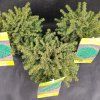 PICEA ABIES 'LITTLE GEM' (SMREK OBYČAJNÝ)