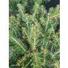 PICEA ABIES 'NIDIFORMIS kak