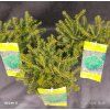 PICEA ABIES 'NIDIFORMIS kak1