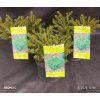 PICEA ABIES 'NIDIFORMIS kak2