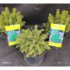 PICEA GLAUCA 'ALBERTA GLOBE' kak
