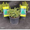 PICEA GLAUCA 'ALBERTA GLOBE' kak1