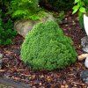 PICEA GLAUCA 'ALBERTA GLOBE ist