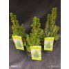 PICEA GLAUCA 'CONICA' za 12,20 kak