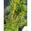 PICEA GLAUCA 'CONICA' za 12,20