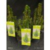 PICEA GLAUCA 'CONICA' 12,20