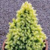 PICEA GLAUCA 'J.W. DAISY'S WHITE' IST2