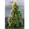 PICEA GLAUCA 'J.W. DAISY'S WHITE' IST1
