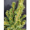 PICEA GLAUCA 'J.W. DAISY'S WHITE' kak