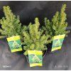 PICEA GLAUCA 'J.W. DAISY'S WHITE' kak1