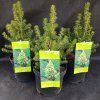 PICEA GLAUCA 'J.W. DAISY'S WHITE' kak2