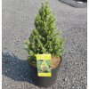 PICEA GLAUCA 'J.W. DAISY'S WHITE' ARBO