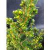 PICEA GLAUCA 'SANDER’S BLUE' kak1