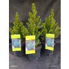 PICEA GLAUCA 'SANDER’S BLUE' kak3