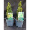 PICEA GLAUCA 'ZUCKERHUT' kak1