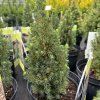 PICEA GLAUCA 'ZUCKERHUT' kak2