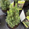 PICEA GLAUCA 'ZUCKERHUT' kak3