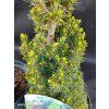 PICEA GLAUCA 'ZUCKERHUT' kak