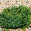 PICEA OMORIKA 'KAREL' IST1