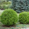 THUJA OCCIDENTALIS 'DANICA' ist1