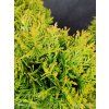 THUJA OCCIDENTALIS 'DANICA' kak
