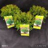 THUJA OCCIDENTALIS 'DANICA' kak1