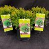 THUJA OCCIDENTALIS 'DANICA' kak2