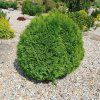 THUJA OCCIDENTALIS 'DANICA' ist