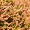 THUJA OCCIDENTALIS 'GOLDEN TUFFET' ist2
