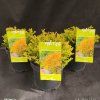 THUJA OCCIDENTALIS 'GOLDEN TUFFET' kak